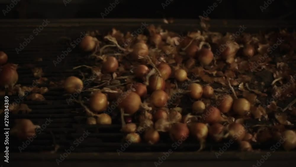Onion sorting, processing and packing factory. Onion moving on a tractor conveyor, close up.