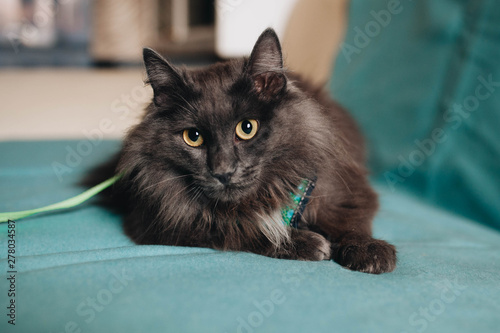 Fluffu grey mongrel cat laying on the turquoise sofa photo