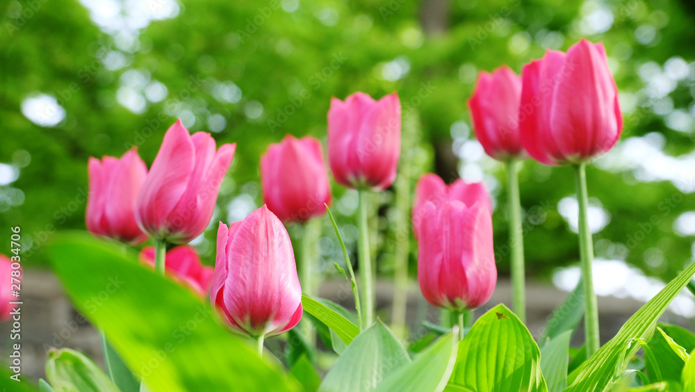 Beautiful fresh tulips background Beautiful fresh tulips background