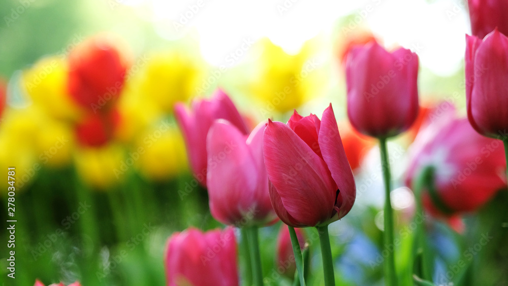 Beautiful fresh tulips background