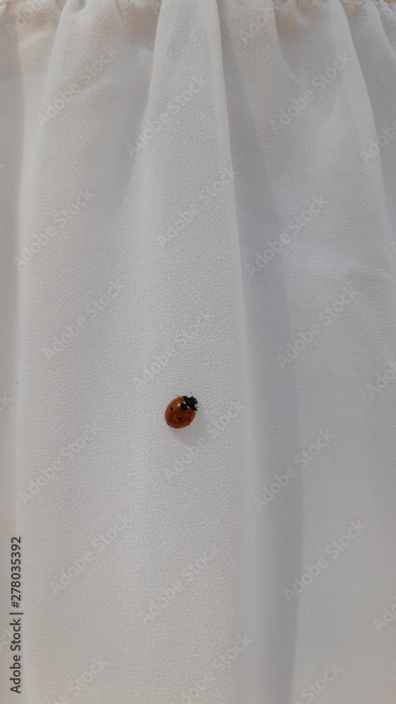 Nice ladybug Nice ladybug