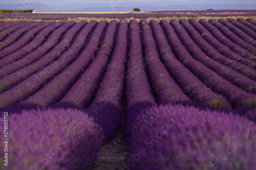 Lavender field in summer landscape near Valensole. Provence,France