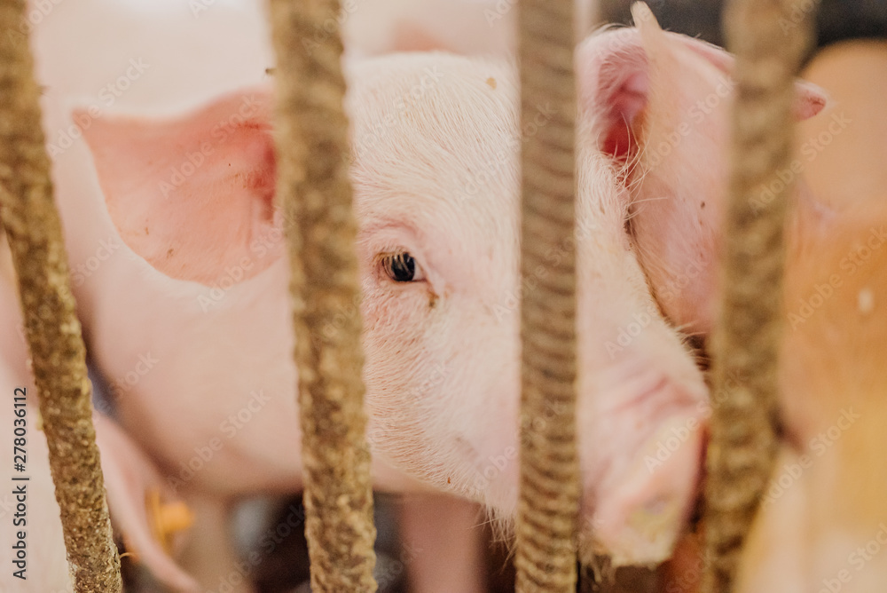 young piglets in agricultural livestock farm young piglets in agricultural livestock farm