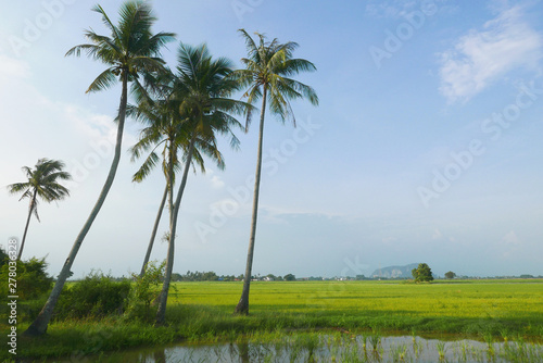 Landscape view of village with coconut tree,paddy tree,mountain tree and blue cloudy sky.