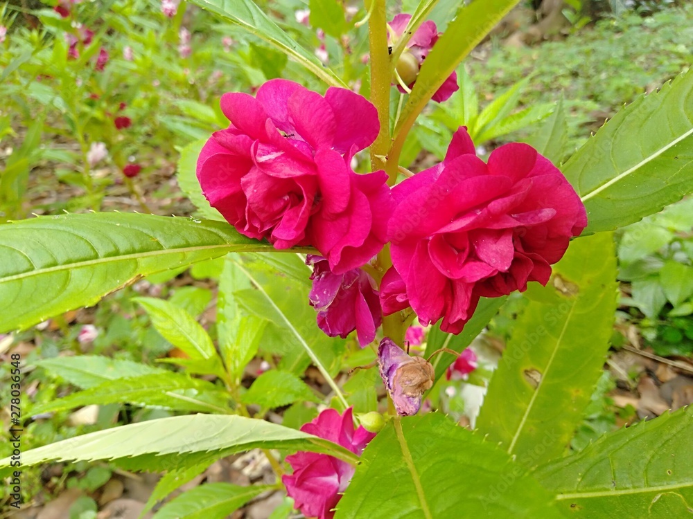 flowers in the garden