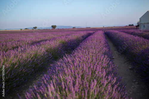 Blossom purple lavender field in summer landscape near Valensole. Provence,France