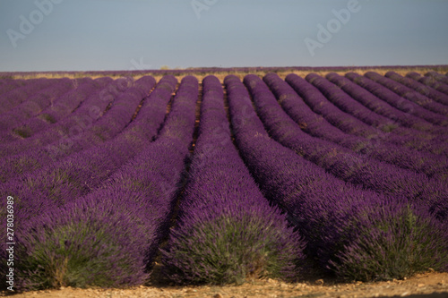Blossom purple lavender field in summer landscape near Valensole. Provence,France