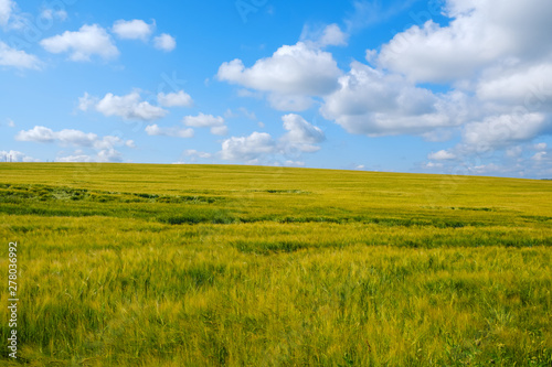 beautiful summer landscape with a view of barley field and sky with Cumulus clouds