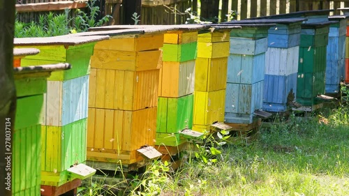Ecological beehives with bees in countryside, Poland in summer