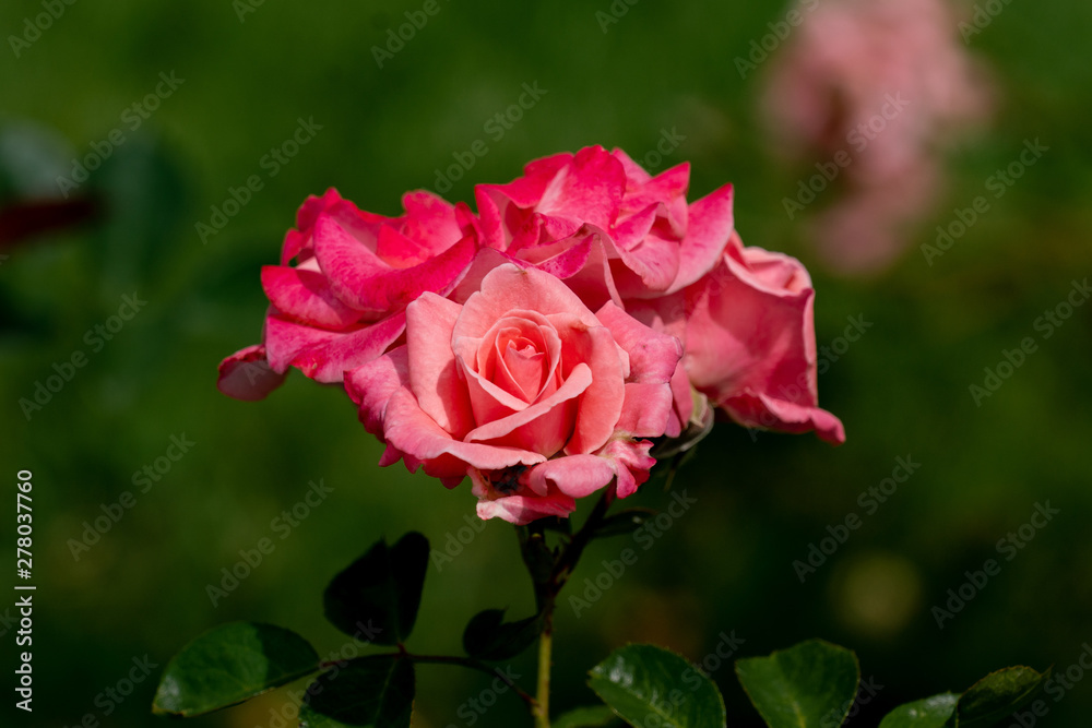 beautiful close up of a several rose flower heads of the german paulsen 462 rose beautiful close up of a several rose flower heads of the german paulsen 462 rose