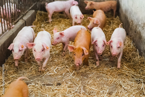 young piglets in agricultural livestock farm