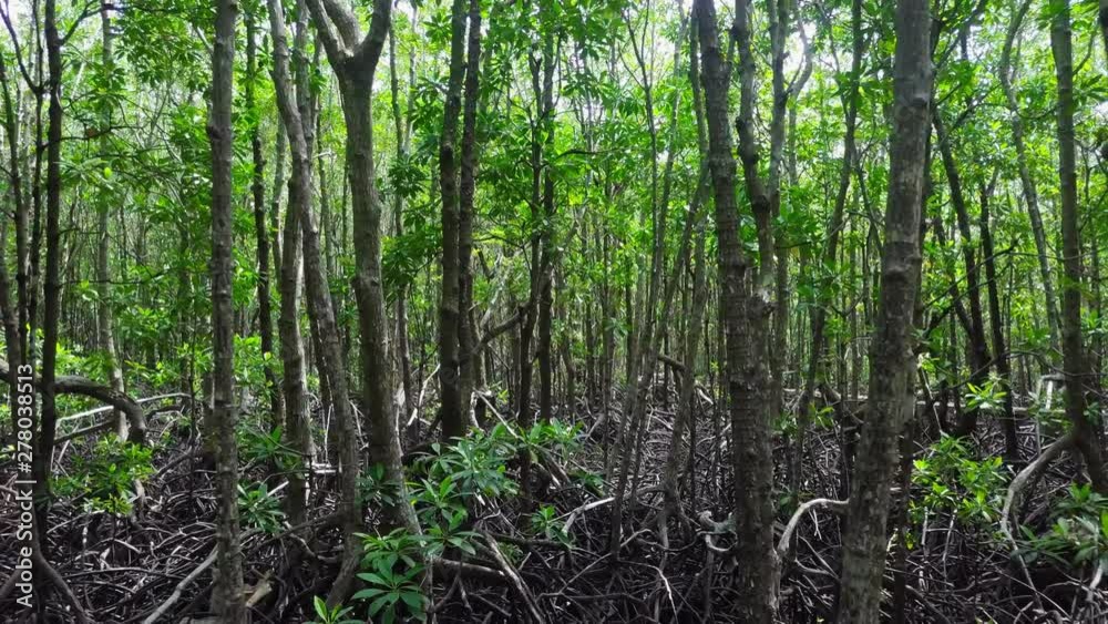 Mangrove Forest. Aerial View. Drone Flying Through Trees with Big Roots Mangrove Forest. Aerial View. Drone Flying Through Trees with Big Roots