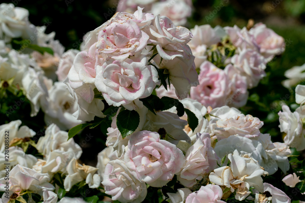 beautiful close up of several white rose flower heads of the german ground cover rose aspirin beautiful close up of several white rose flower heads of the german ground cover rose aspirin