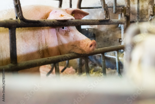 big feeding sow in cage