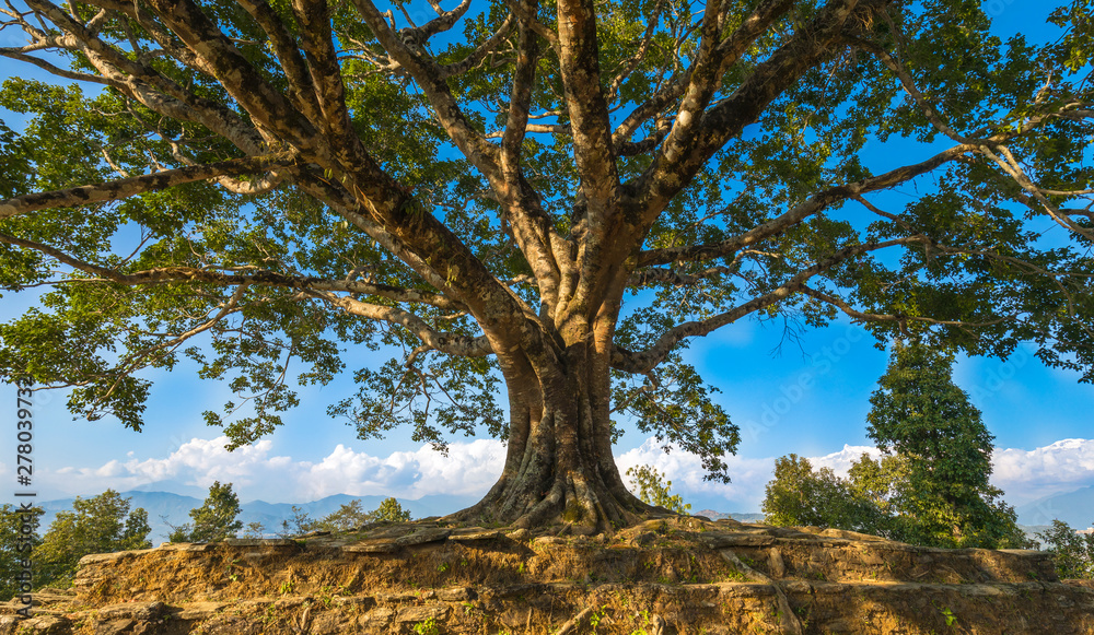 Beautiful big Pee pal tree in Tal Nepal