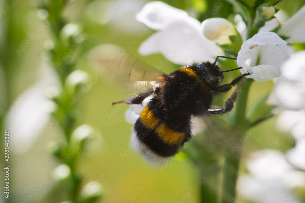 macro photo of bumblebee on white flower macro photo of bumblebee on white flower