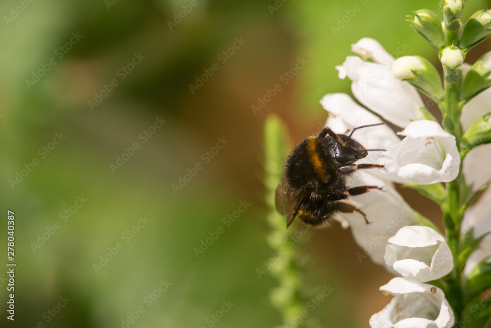macro photo of bumblebee on white flower macro photo of bumblebee on white flower