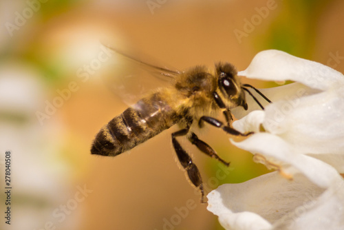 macro photo of bee on white flower