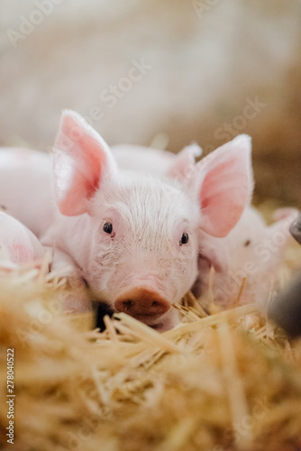 Fototapeta young piglet in agricultural livestock farm
