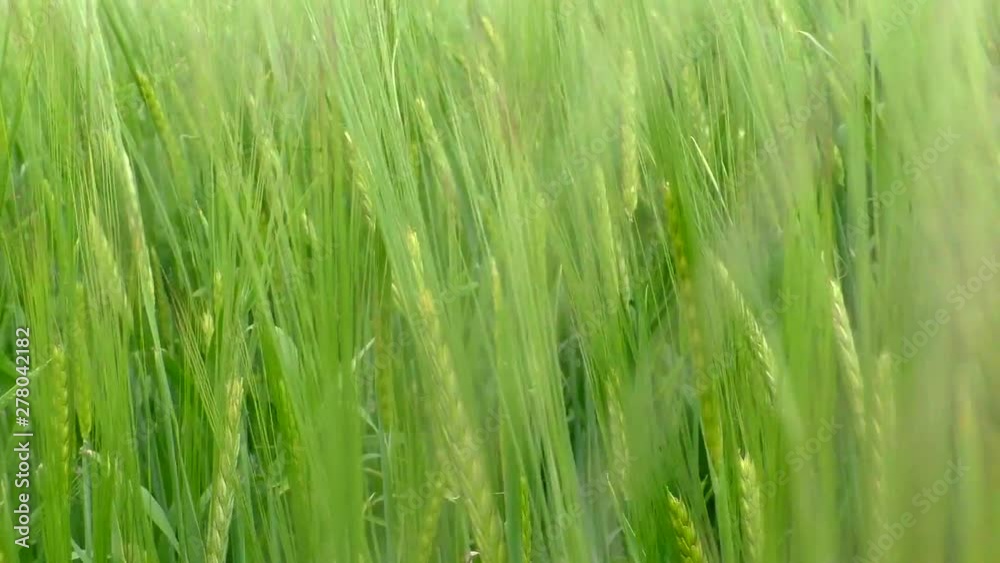The green rye growing in the field. Agricultural area with cereals. The green rye growing in the field. Agricultural area with cereals.