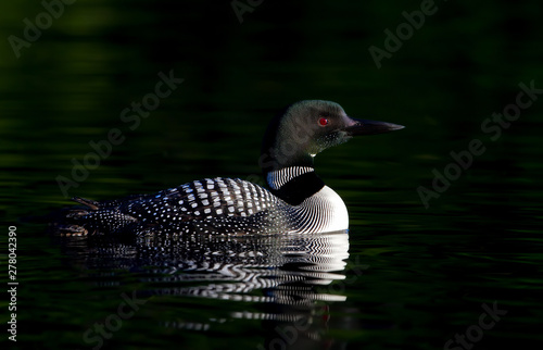 Common Loon (Gavia immer) swimming  in the shadows of Buck Lake, Ontario, Canada photo