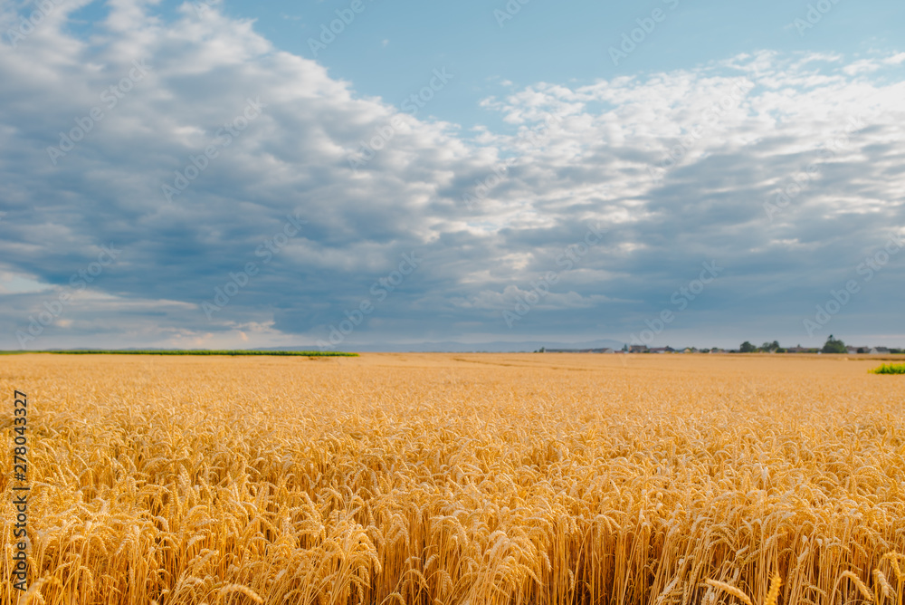 gold ripe wheat field in sun