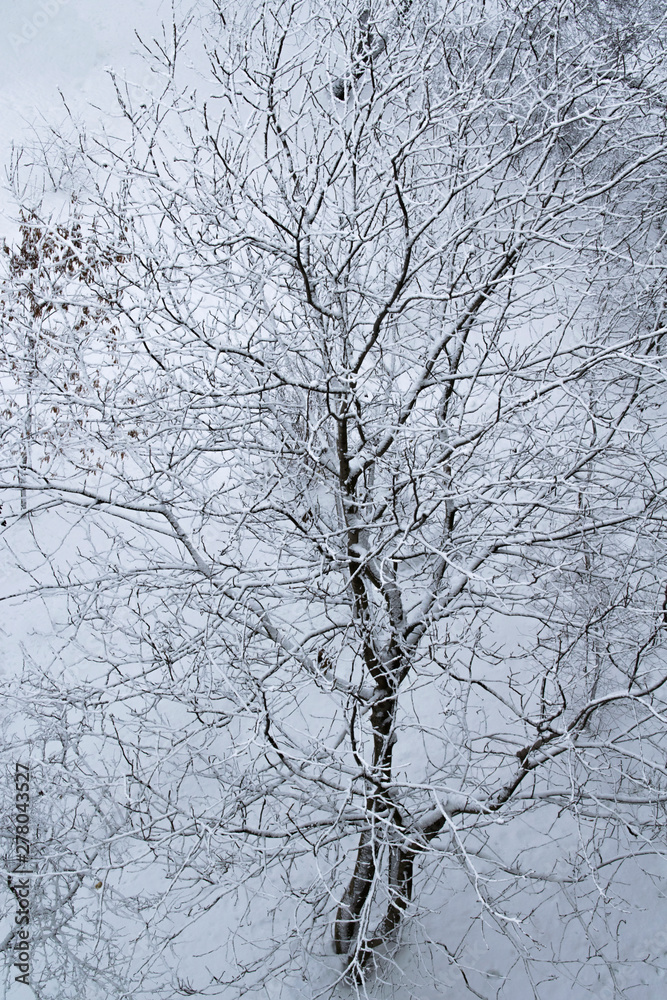 Tree covered with snow. Tree against a snow. Winter background. Vertical image Tree covered with snow. Tree against a snow. Winter background. Vertical image