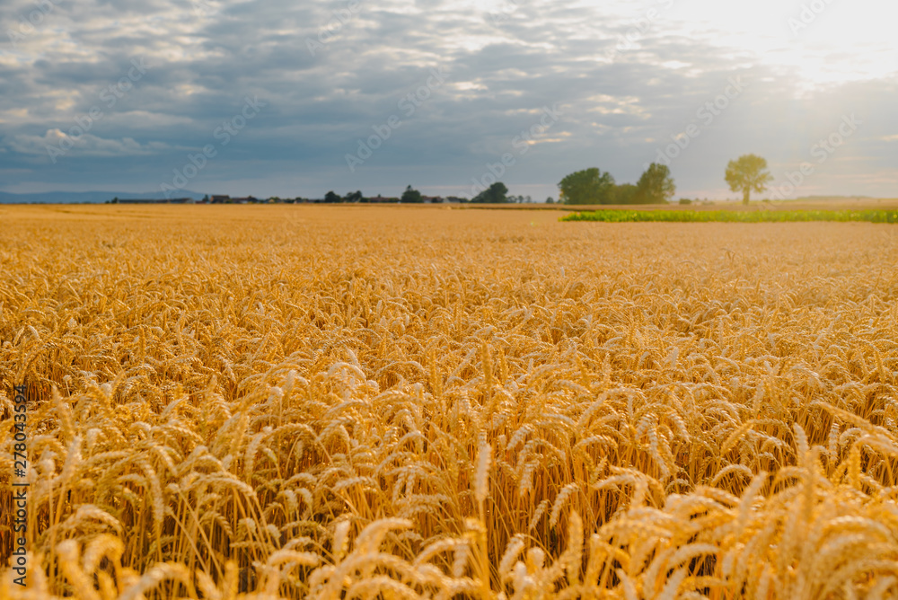 Naklejka premium gold ripe wheat field in sun