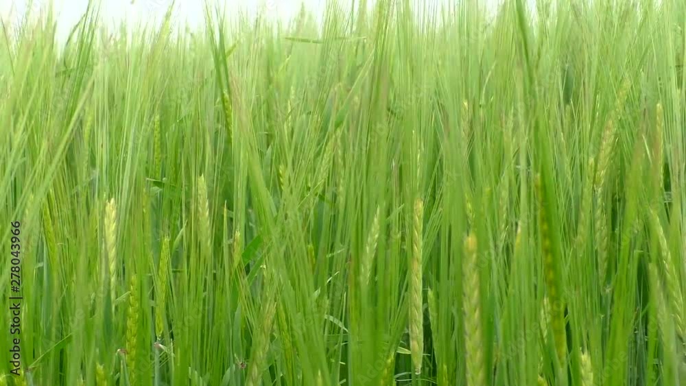 The green rye growing in the field. Agricultural area with cereals. The green rye growing in the field. Agricultural area with cereals.