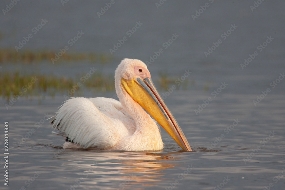 African Great White Pelican Swimming African Great White Pelican Swimming