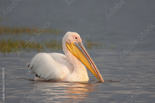 African Great White Pelican Swimming
