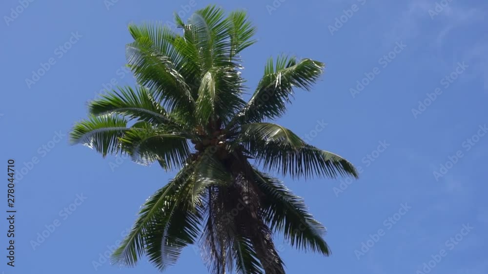 Palm trees against the sky or sea 25 Palm trees against the sky or sea 25