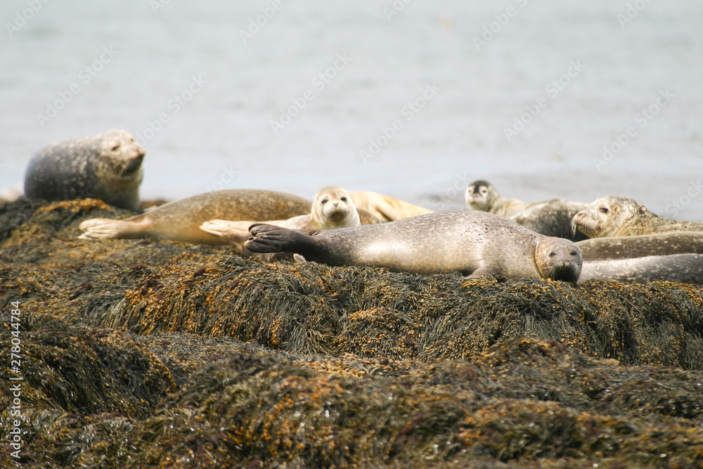 Fototapeta premium Grey Seal near Machias Seal Island