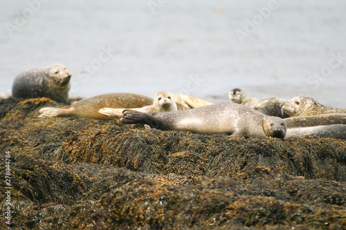 Grey Seal near Machias Seal Island