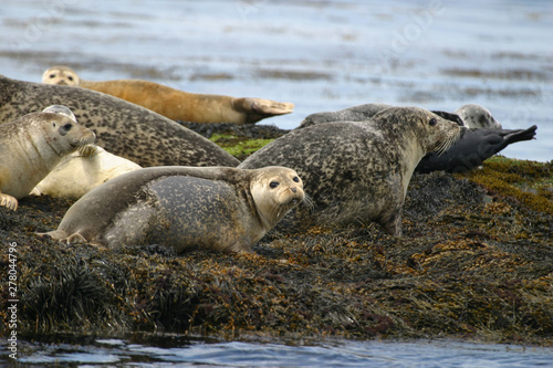 Grey Seal near Machias Seal Island