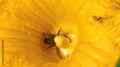 Bee Collects Pollen On A Pumpkin Flower