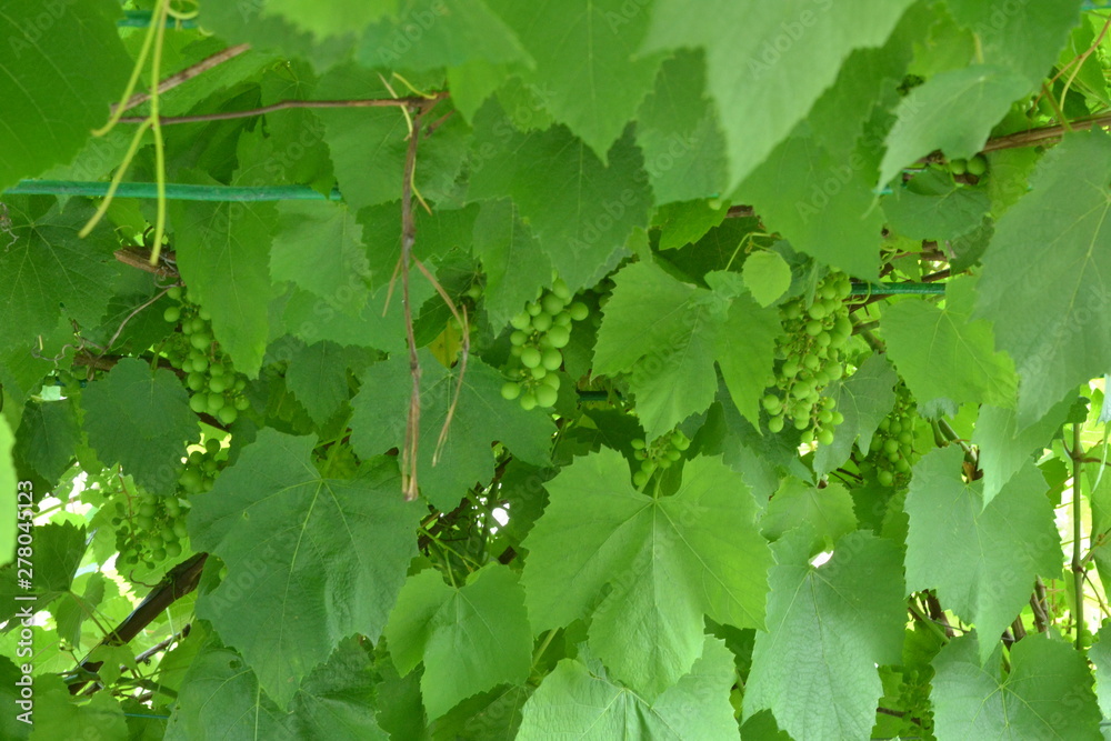 Green grapes on a background of green leaves.