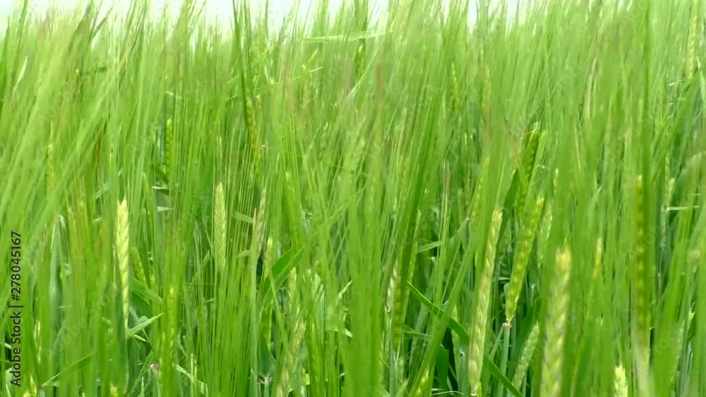 The green rye growing in the field. Agricultural area with cereals. The green rye growing in the field. Agricultural area with cereals.