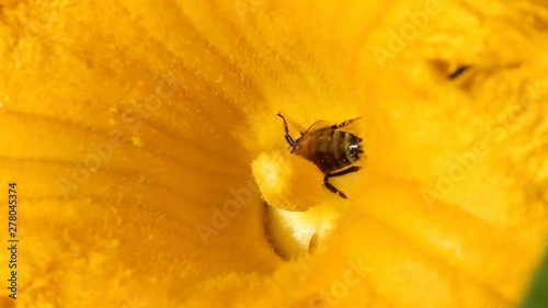 Bee Collects Pollen On A Pumpkin Flower