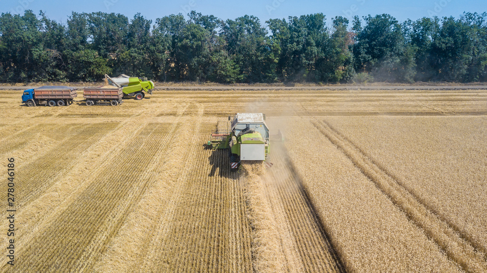 Obraz premium Combine harvesting: aerial view of agricultural machine collecting golden ripe wheat on the field.