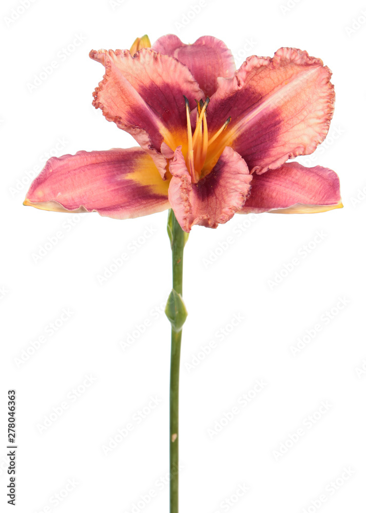 Daylily (Hemerocallis) pink flower close-up isolated on white background Daylily (Hemerocallis) pink flower close-up isolated on white background