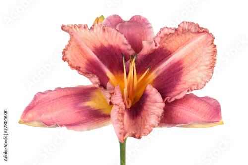 Daylily (Hemerocallis) pink flower close-up isolated on white background
