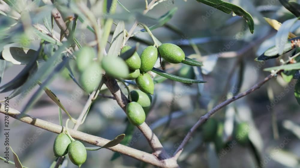 Shifting focus from ripening small green olives to bigger ones growing on a tree in the greek summer sun.