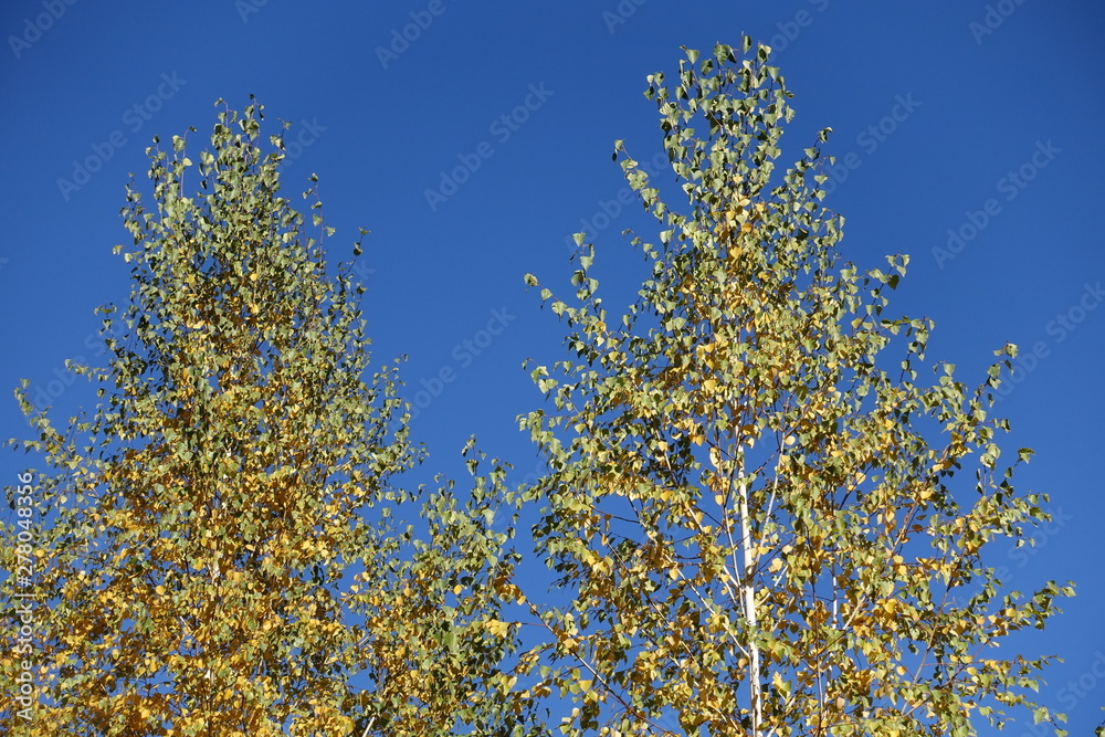 Pair of birches against blue sky in October Pair of birches against blue sky in October