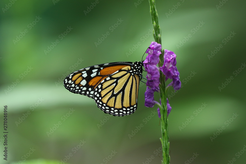 Monarchfalter auf lila Blüte Monarchfalter auf lila Blüte