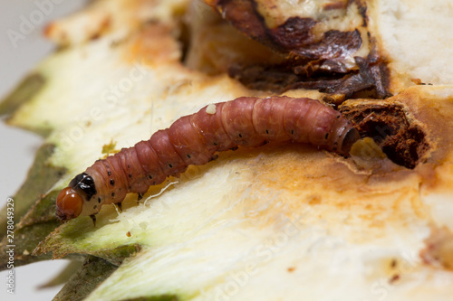Close up of worm (Mudaria luteileprosa Holloway) on durian fruits isolated on white background. photo