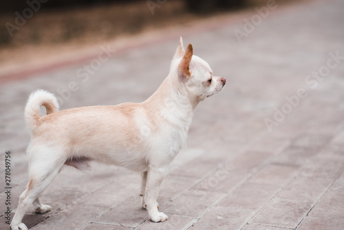Little pet chihuahua standing closeup. Household animals.