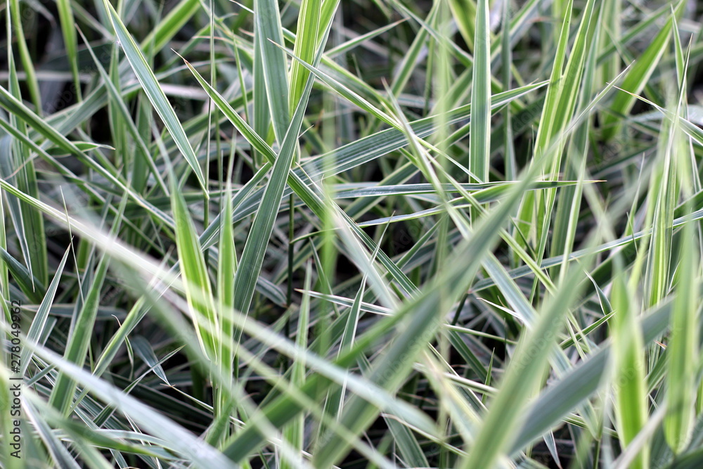 Green juicy tall grass blades of white pampas plant Green juicy tall grass blades of white pampas plant