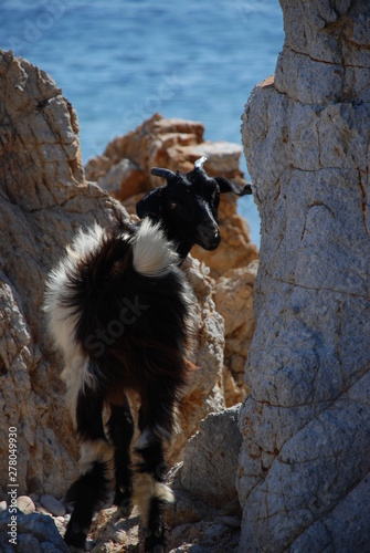 Wild goat at the beach at Patmos Island in Greece