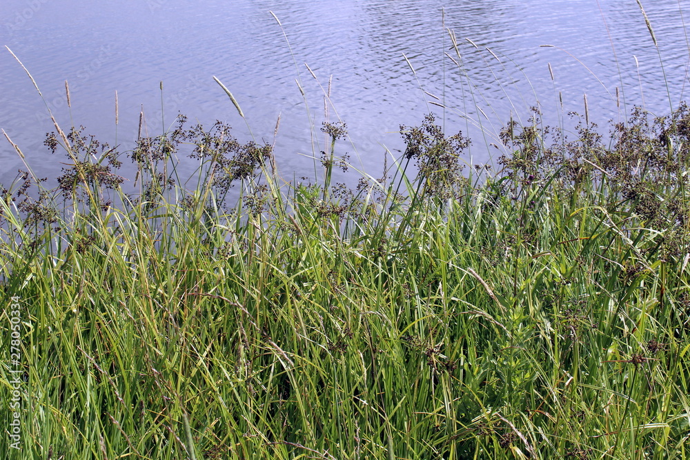 Calm lake with highlights and growing grass on a summer sunny day. Calm lake with highlights and growing grass on a summer sunny day.